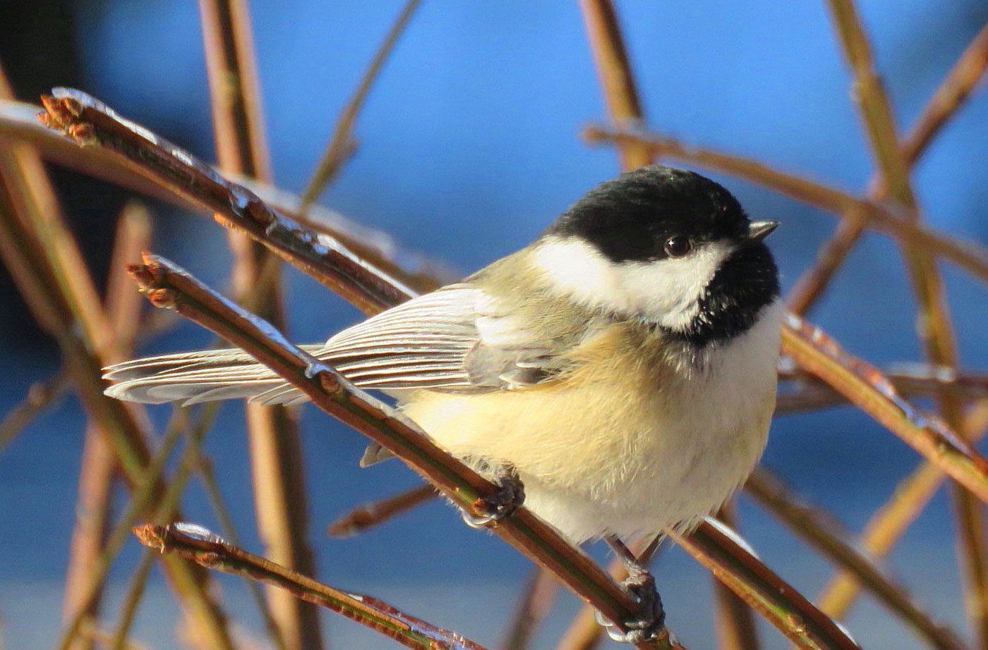 chickadee in South China, Maine