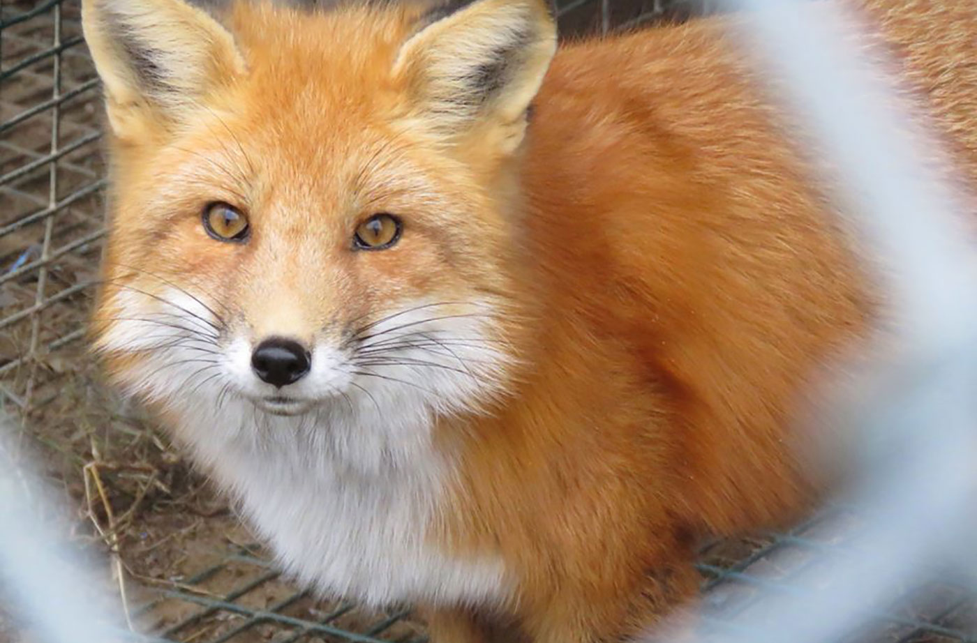 wildlife rehab of fox at Duck Pond Wildlife Center