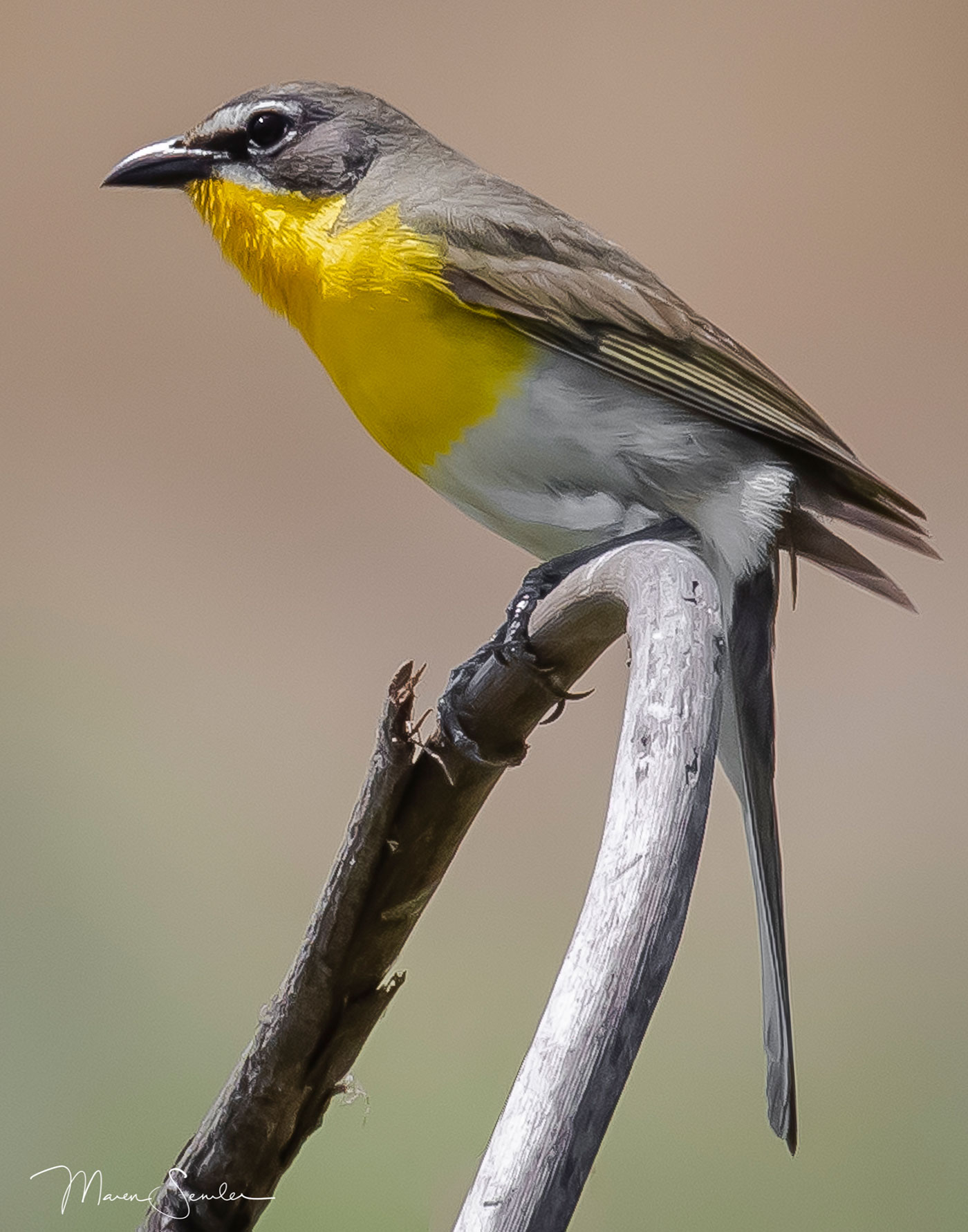 Yellowed-breasted Chat