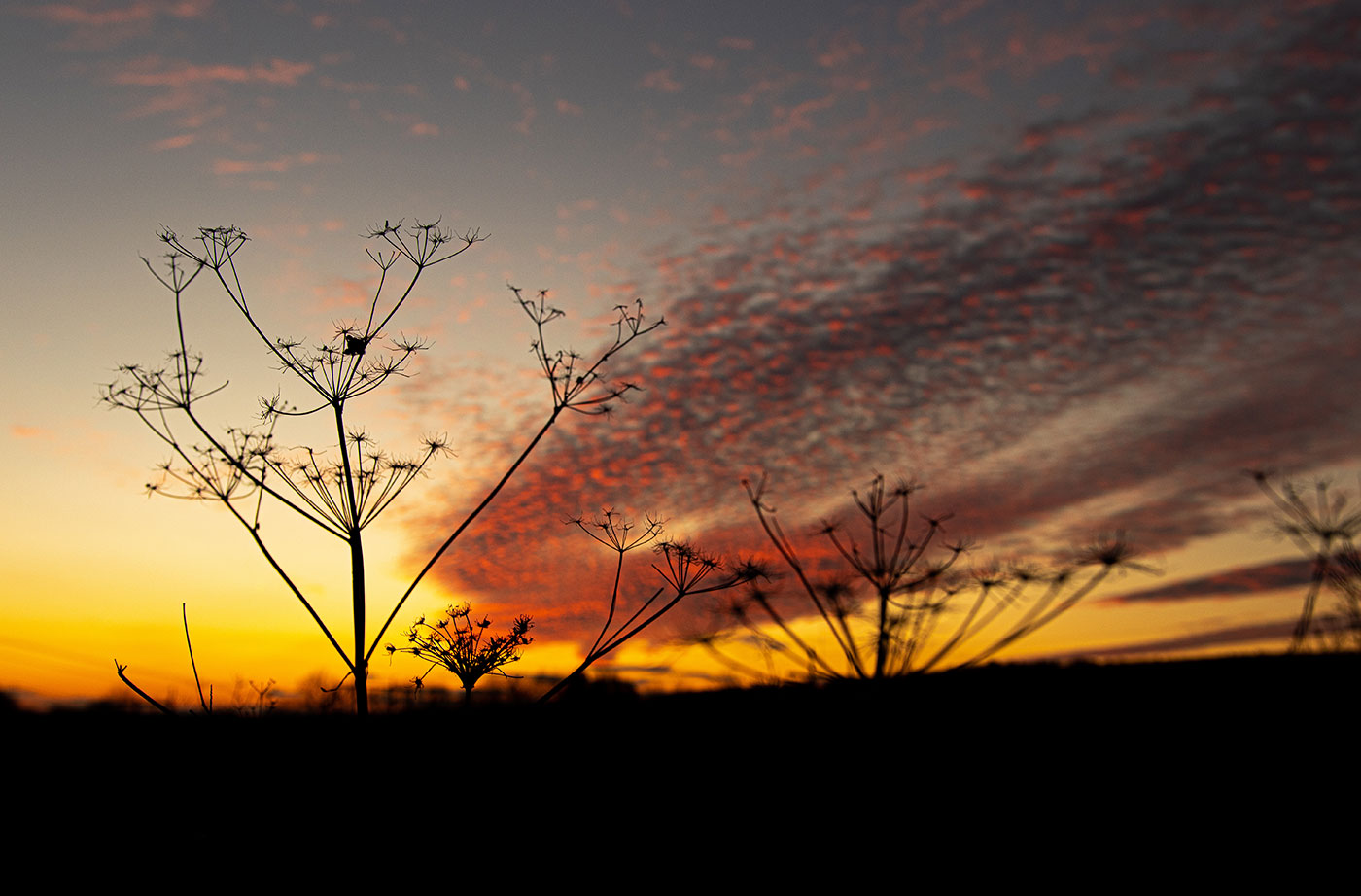 Wild parsnip flower Max Miller