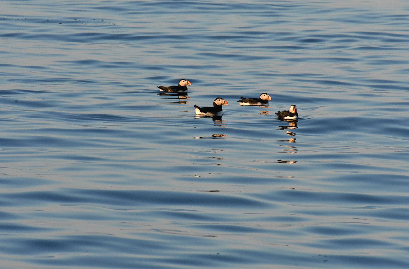 Atlantic Puffins at Eastern Egg Rock