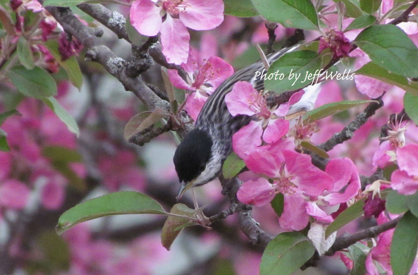 Blackpoll Warbler by Jeff Wells