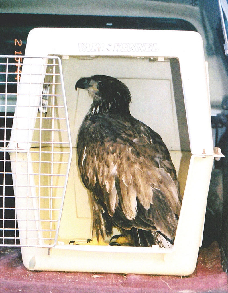 rescued immature Bald Eagle, photo courtesy of Duck Pond Wildlife Rehab Ctr