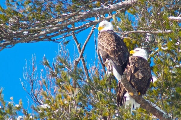 pair of Bald Eagles in tree