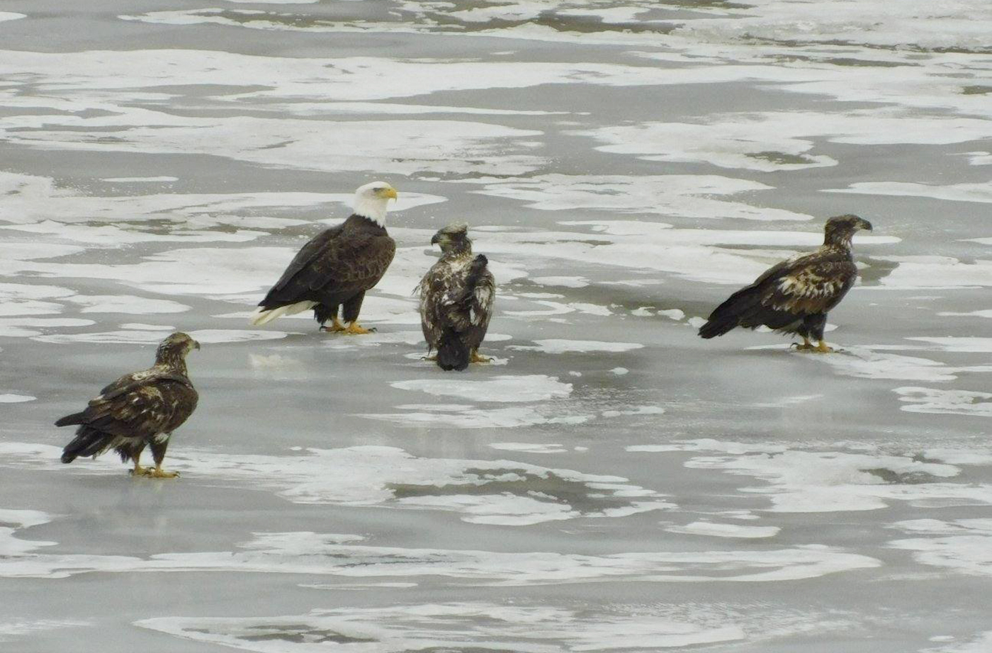 Bald Eagles on the Kennebec