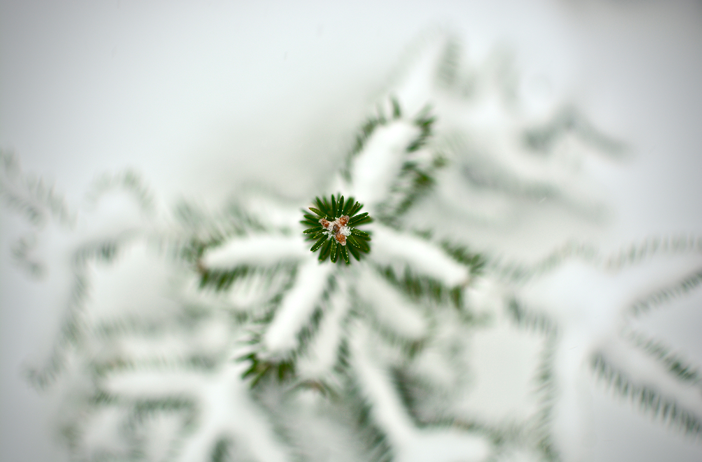 Enchanted River Township close-up of conifer branch