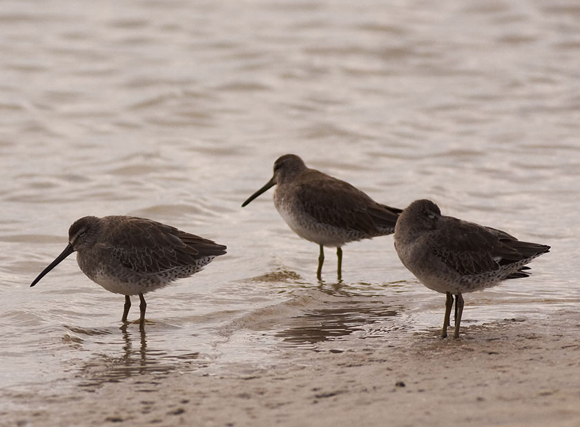 Short-billed Dowitchers by Kirk Rogers