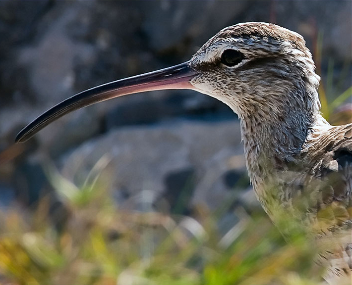 Whimbrel by Kirk Rogers