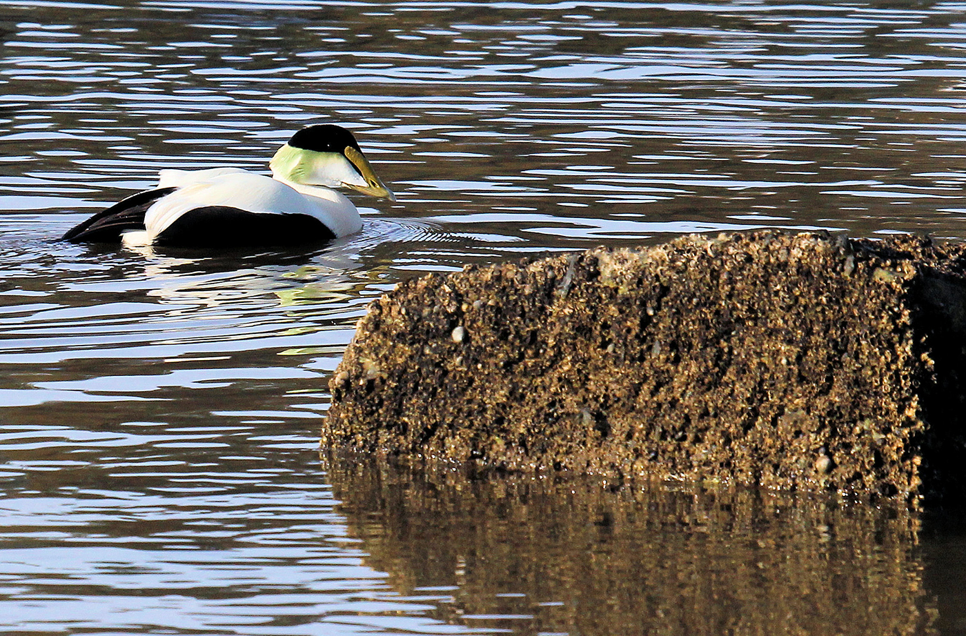 Common Eider by David Small