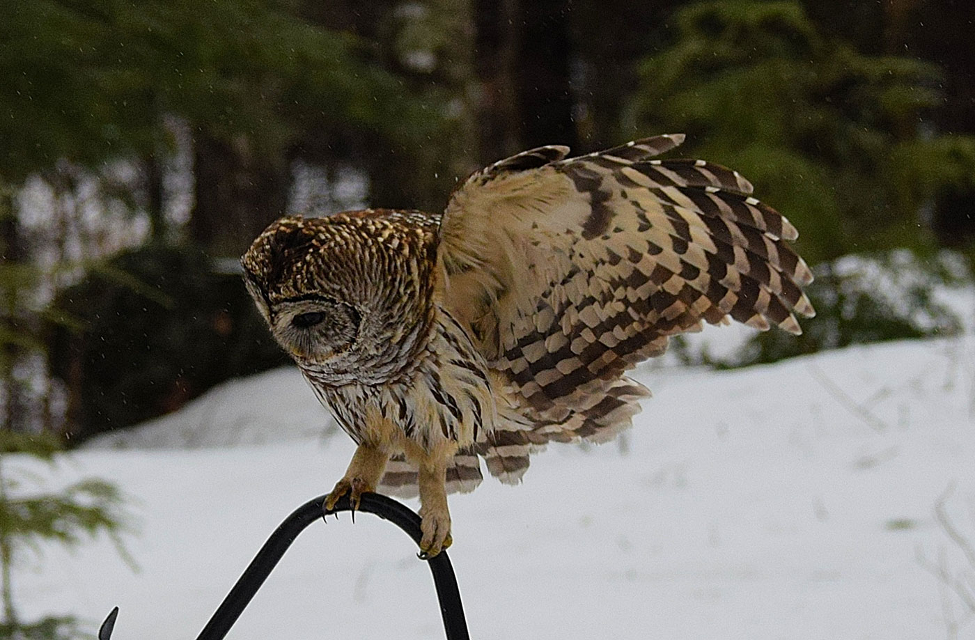 Barred Owl by Hal Winters