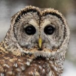 Barred Owl by Hal Winters