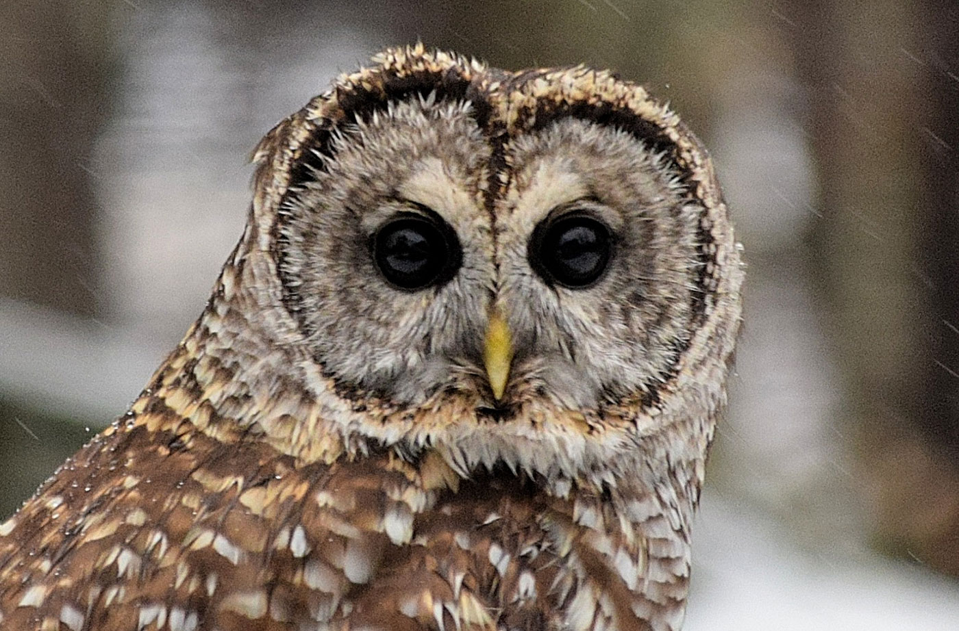 Barred Owl by Hal Winters
