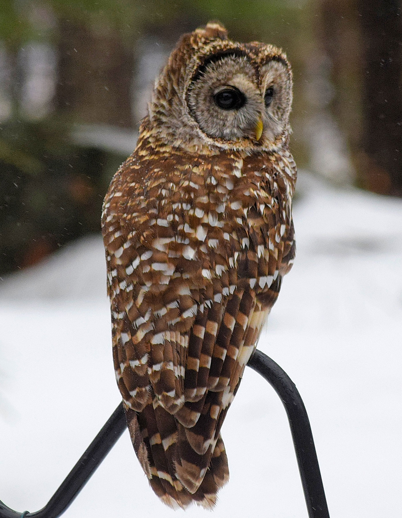 Barred Owl by Hal Winters