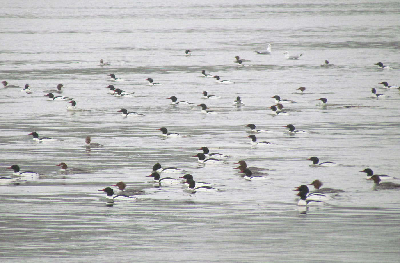 Common Mergansers on Kennebec River. Photo by Jeff Wells