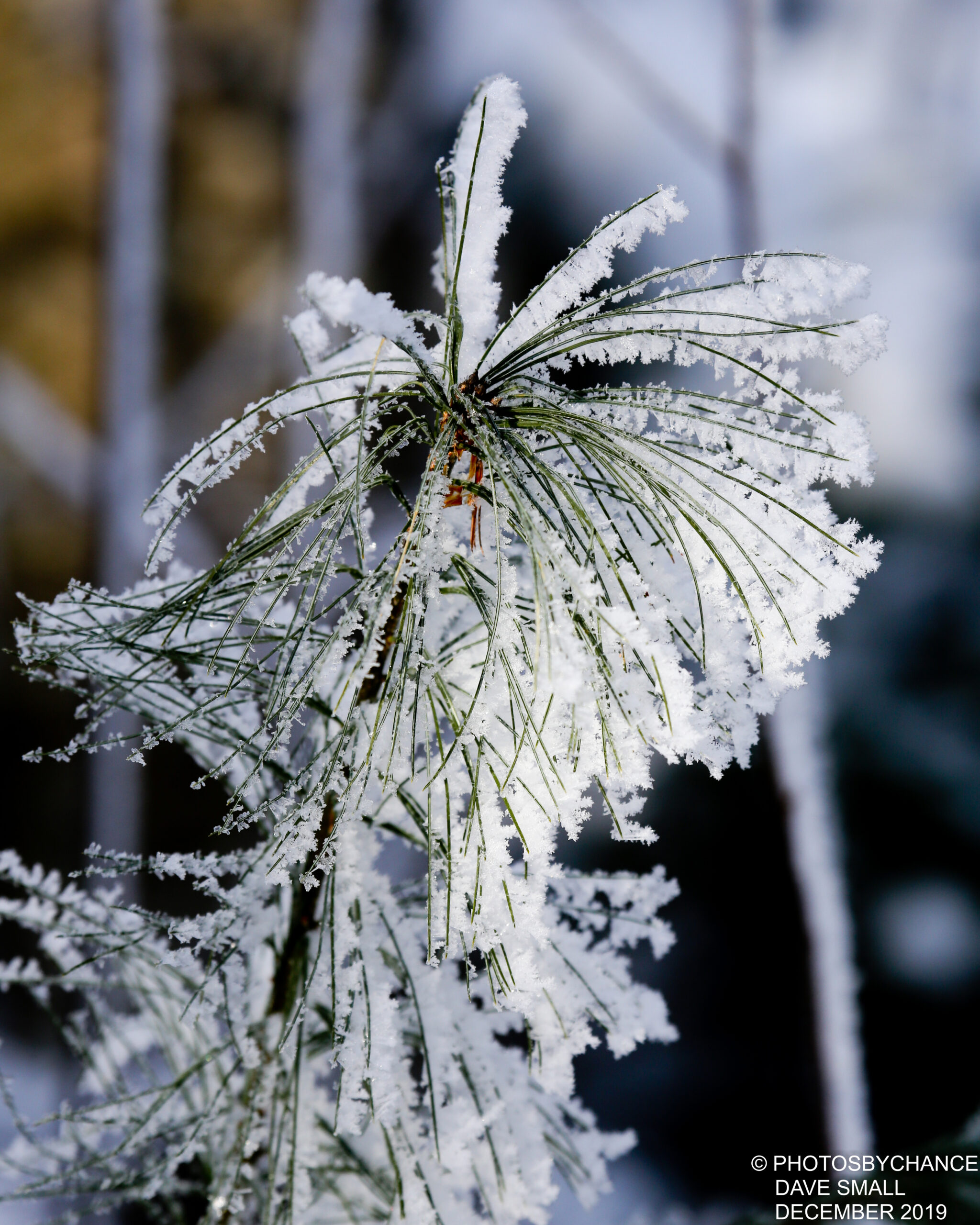 frosty pine