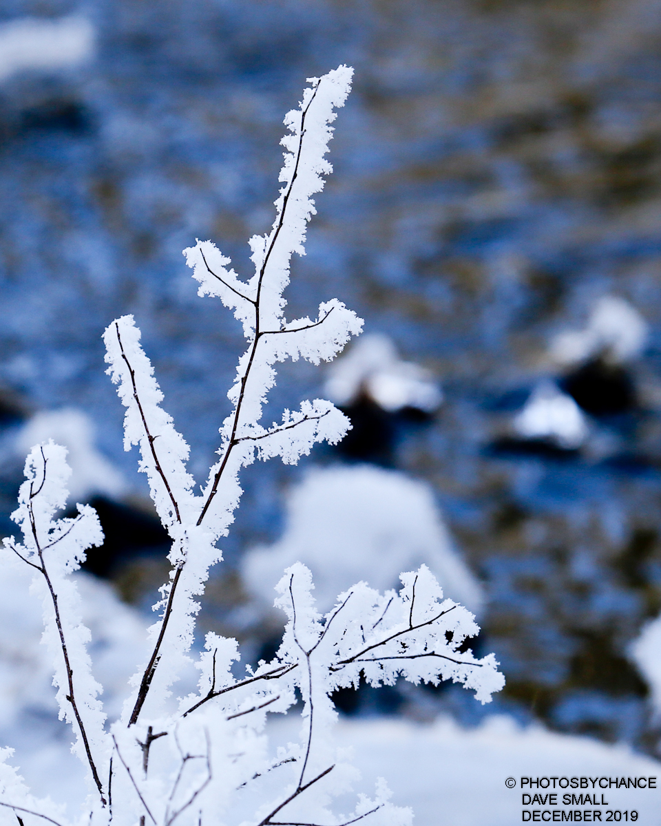 Frosty twigs at Hirundo Wildlife Refuge