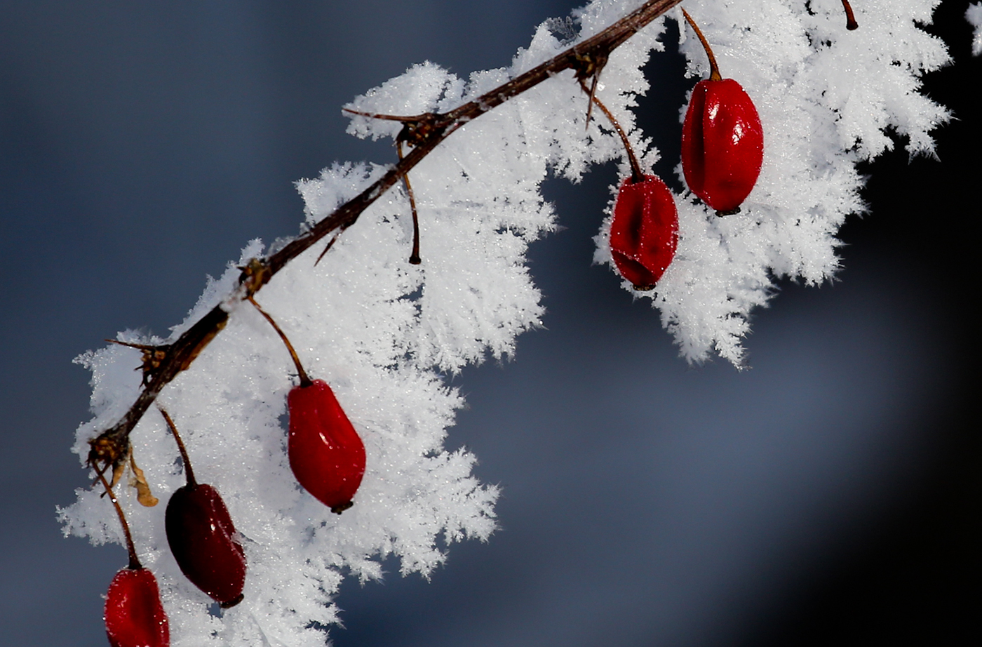 berries on branch in snow