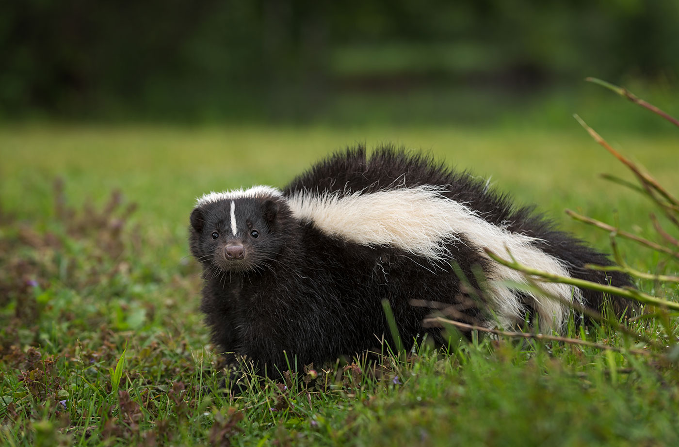 Creature Feature: Striped Skunk | Natural Resources Council of Maine