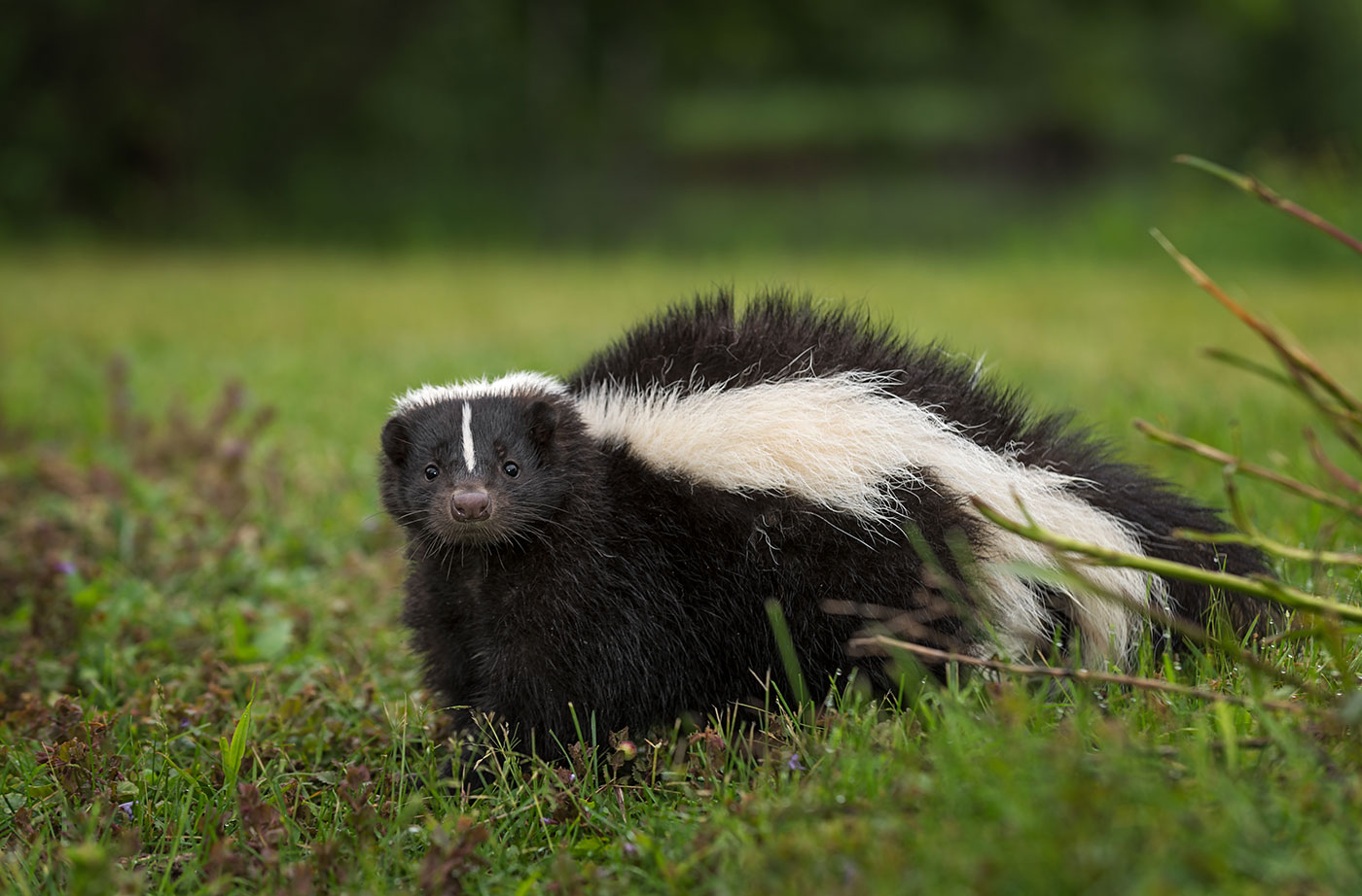 skunk