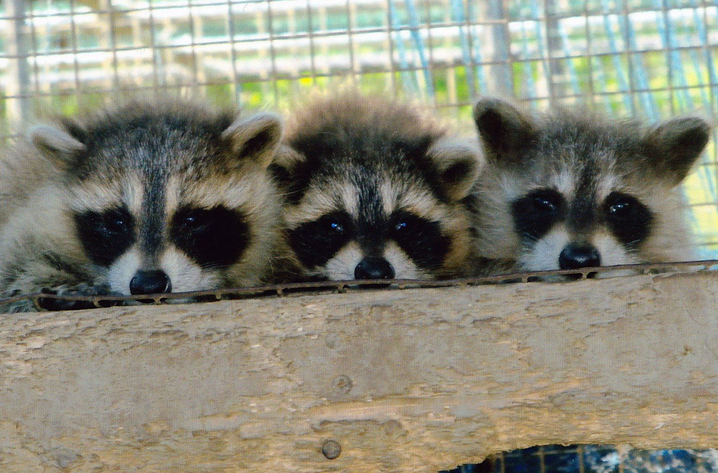 raccoons by Carleen Cote