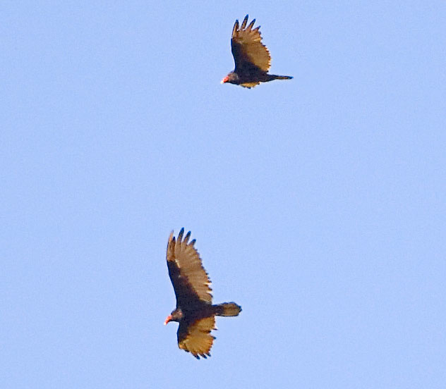 Turkey Vultures by Kirk Rogers