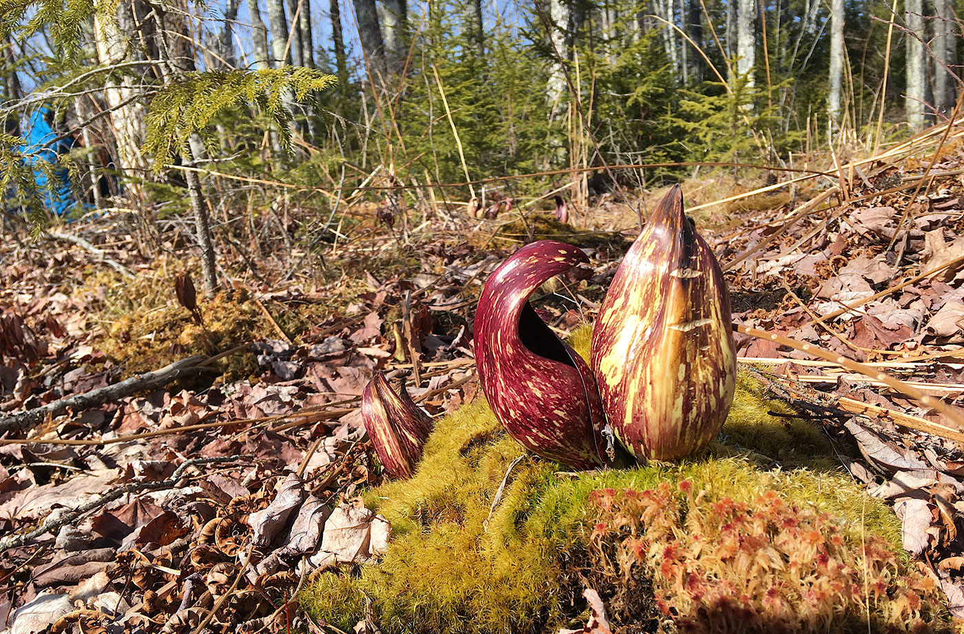 skunk cabbage in woods