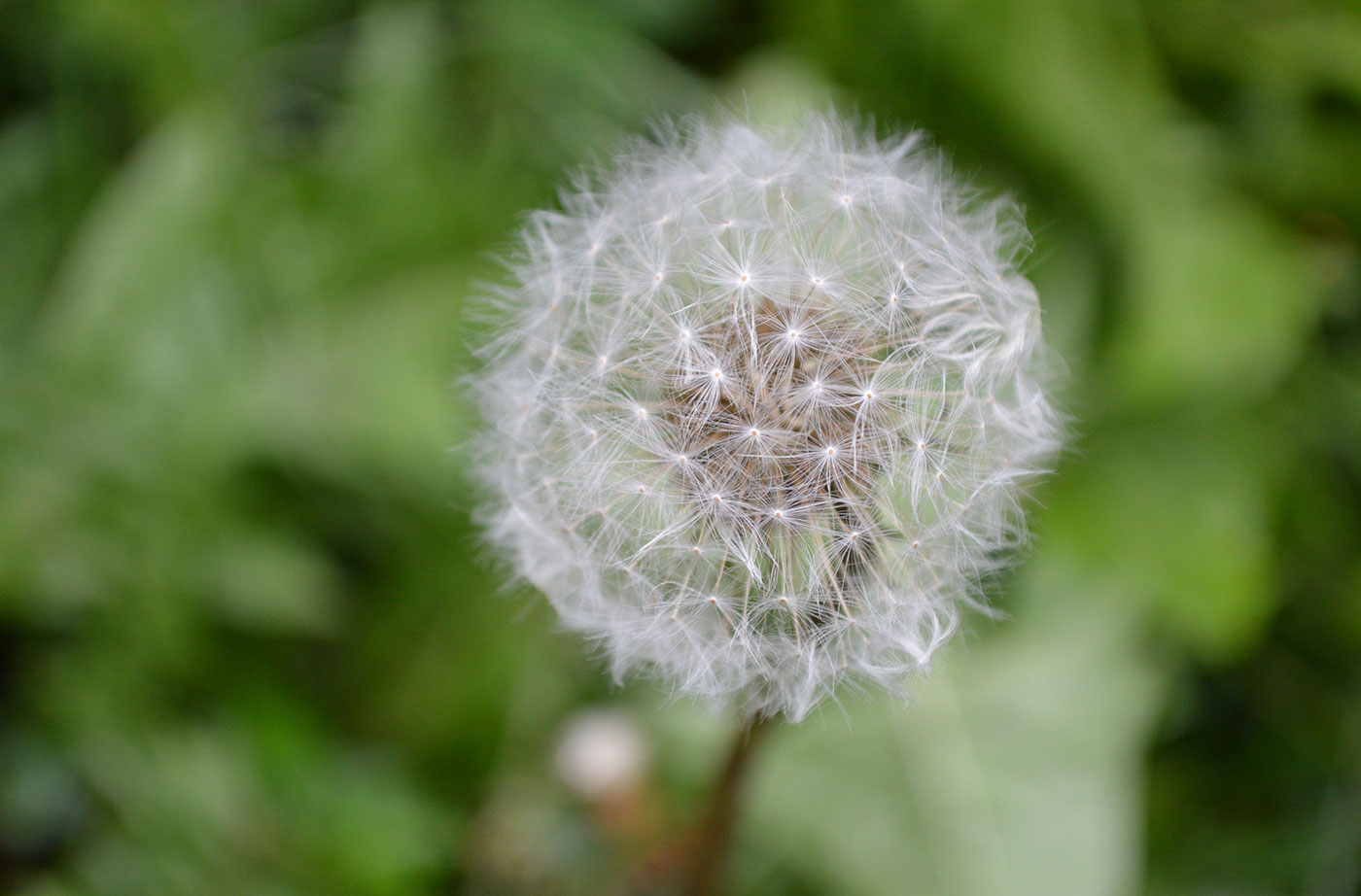 close up of dandelion