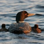 Loon and Chicks by Pam Wells