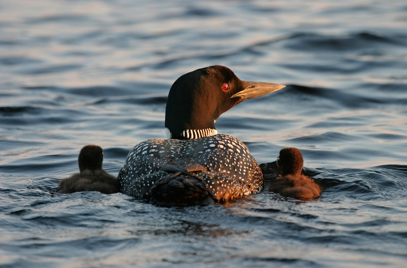 Loon and Chicks by Pam Wells