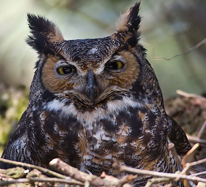 Great Horned Owl by Kirk Rogers