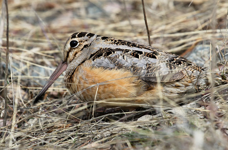 American Woodcock by Dave Small