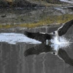 Canada Goose landing in water