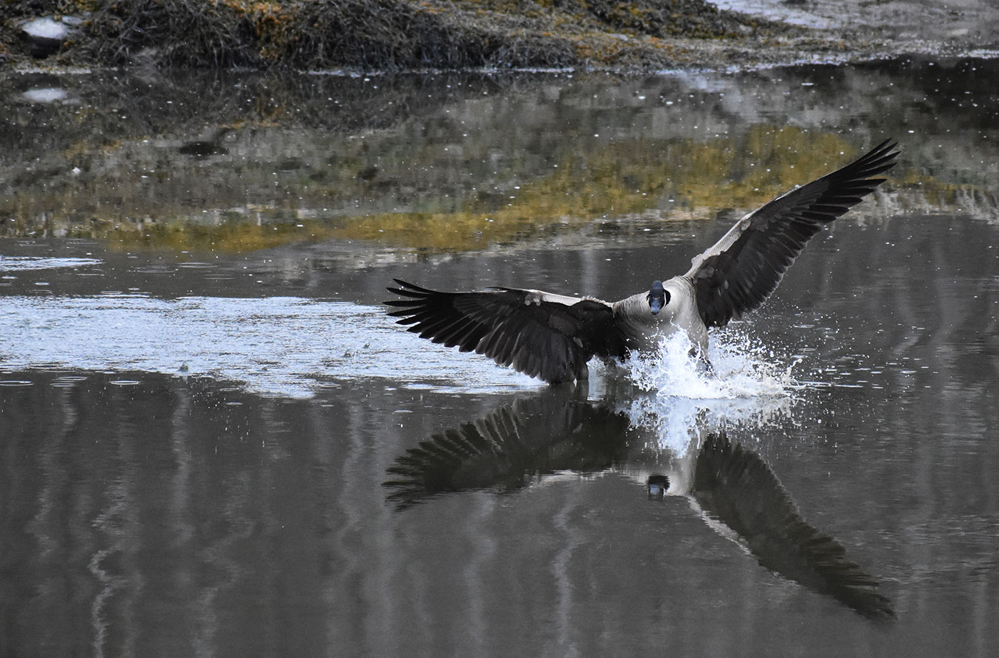 Canada Goose landing in water