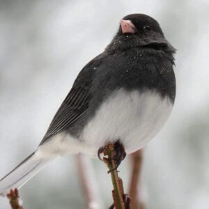 Dark-eyed Junco