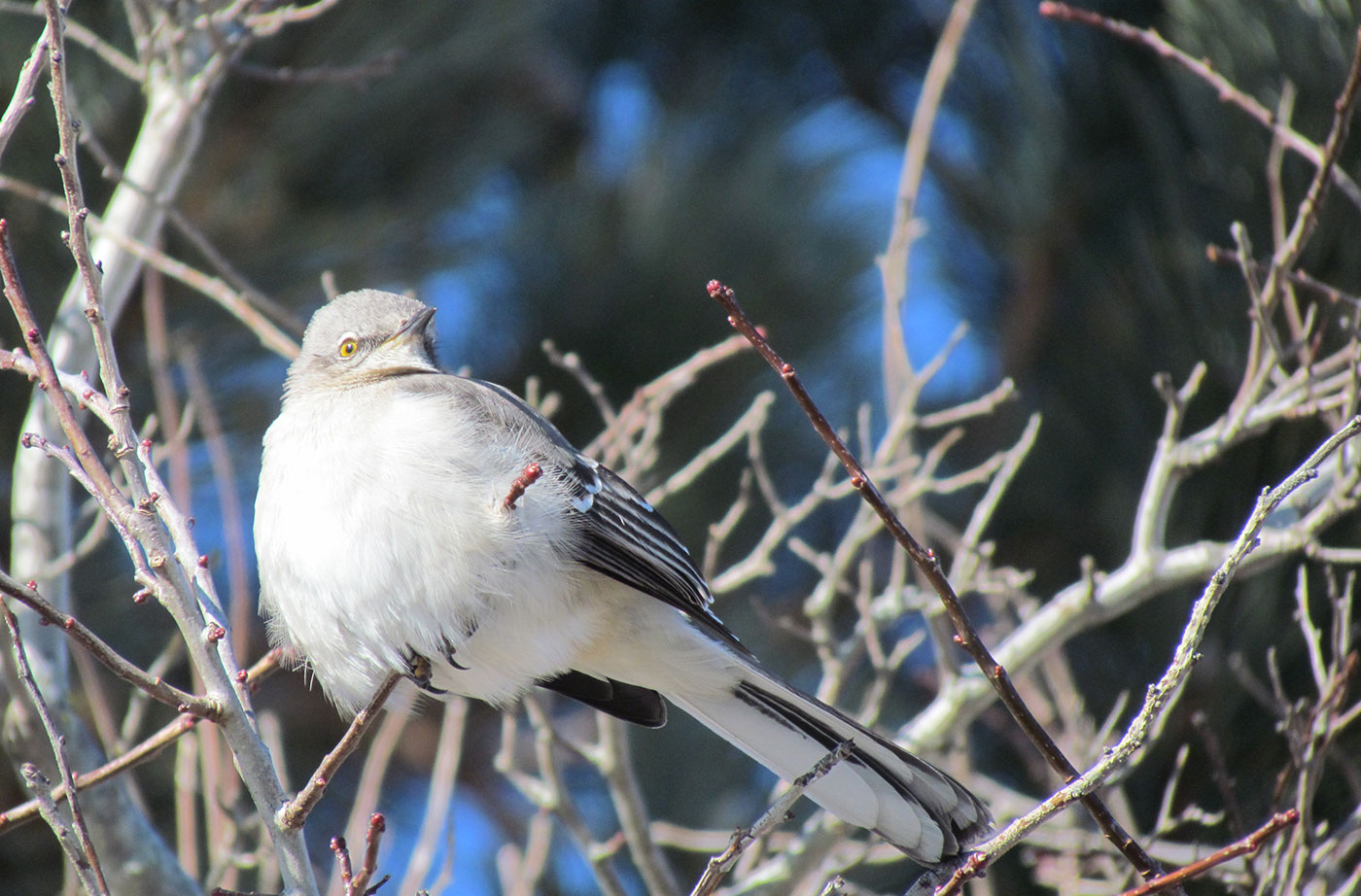 Northern Mockingbird