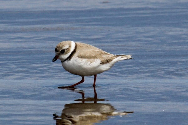 Piping Plover by David Small