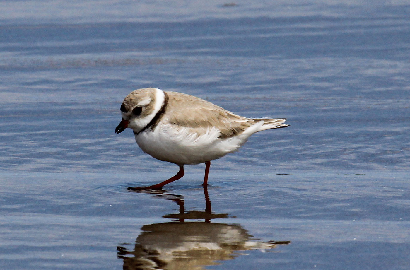 Piping Plover by David Small