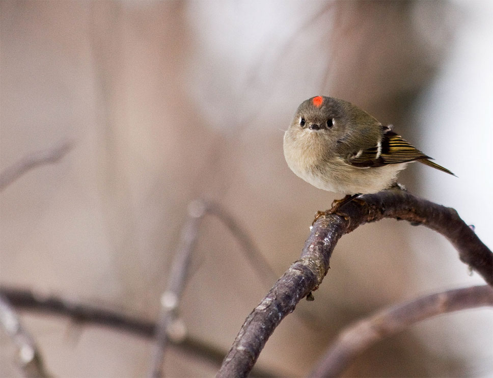 Ruby-crowned Kinglet