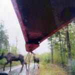 Moose crossing Golden Road