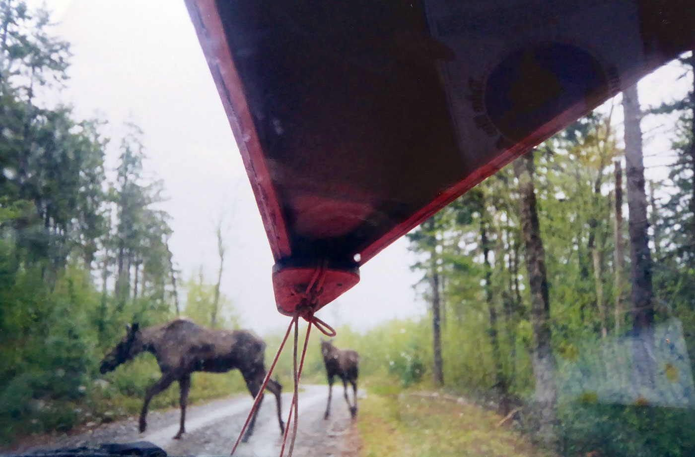 Moose crossing Golden Road
