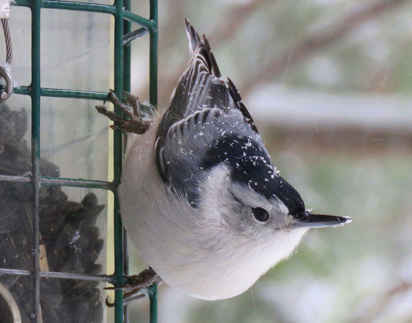 White-breasted Nuthatch