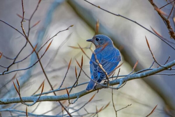 bluebird in tree