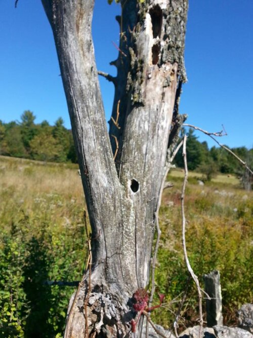 cavity tree in field