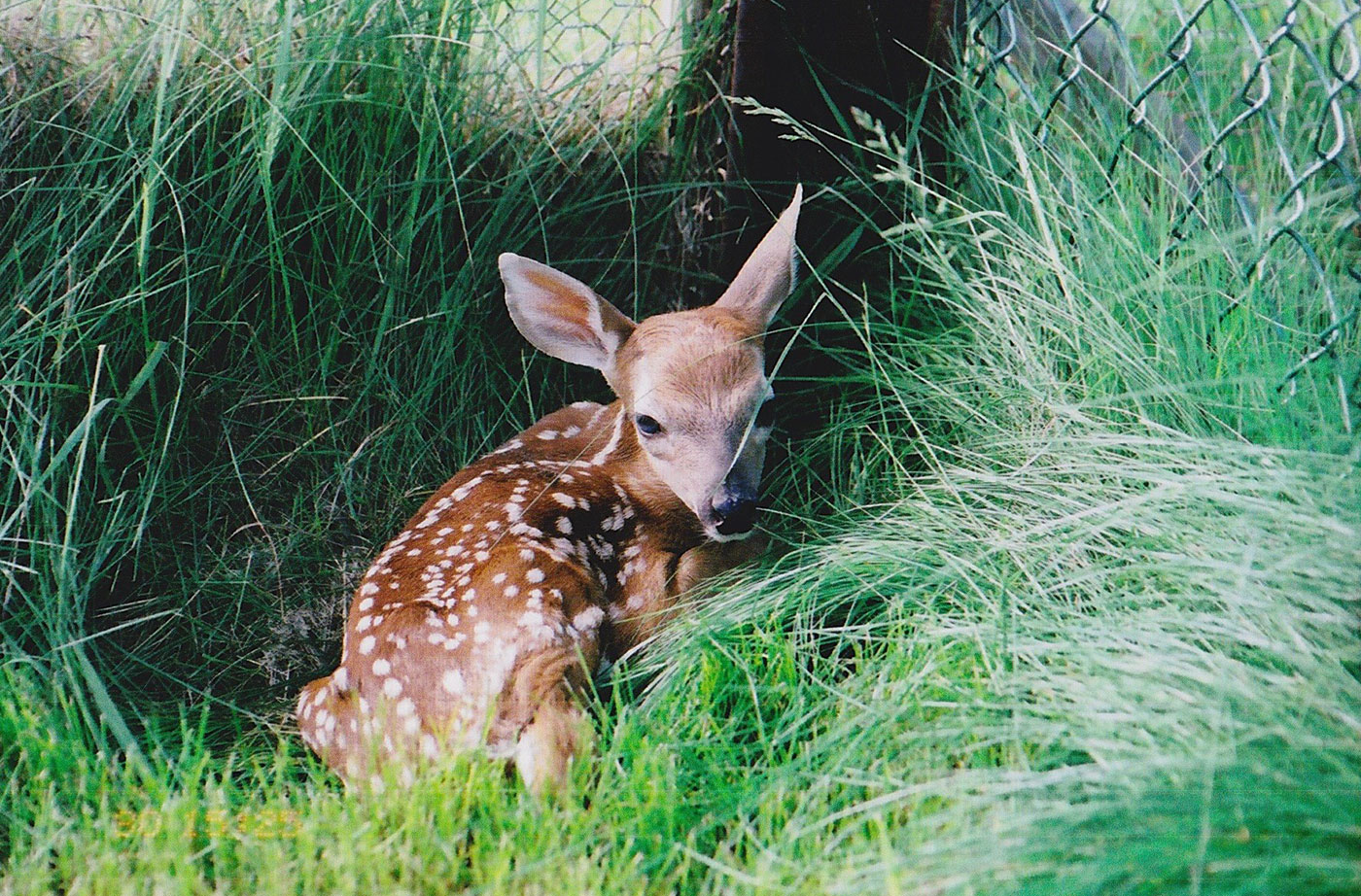 fawn at Duck Pond Wildlife Center