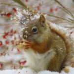 red squirrel eating nuts in snow