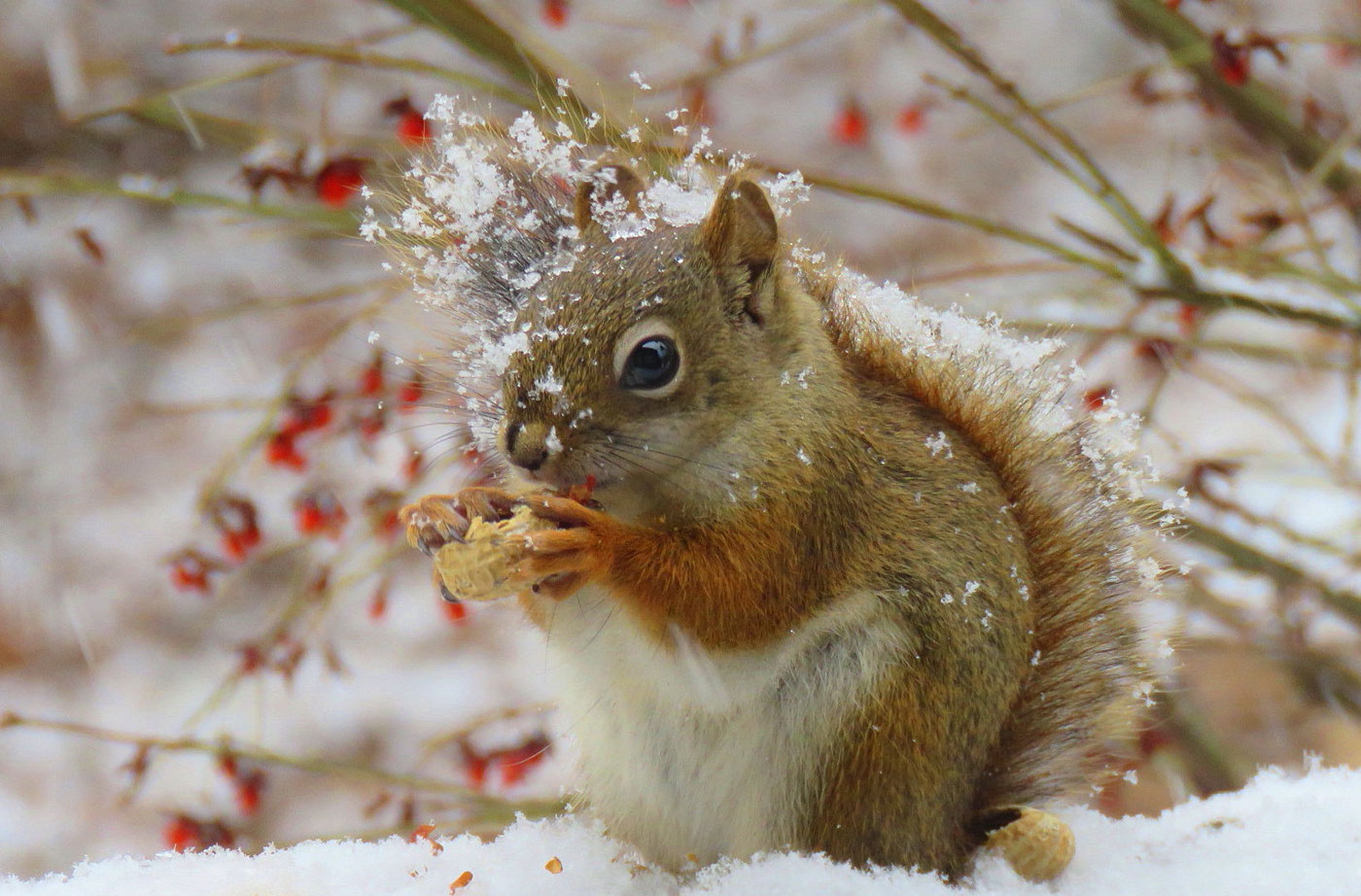 red squirrel eating nuts in snow
