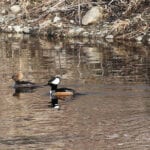 Hooded Mergansers