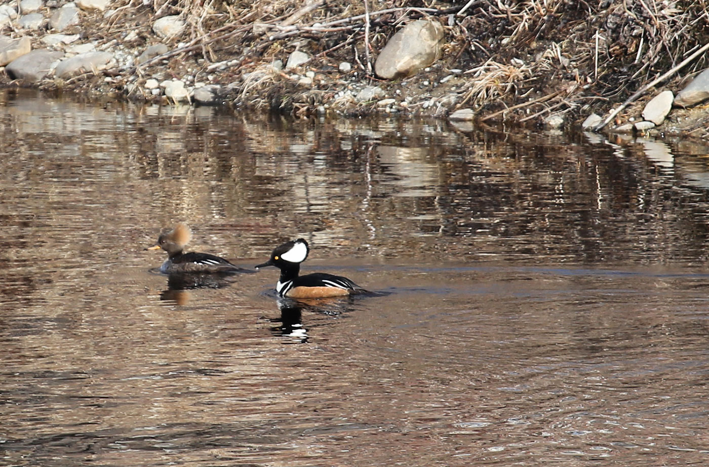 Hooded Mergansers