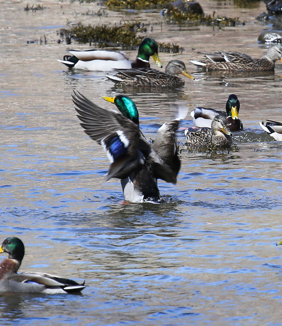 Mallard ducks