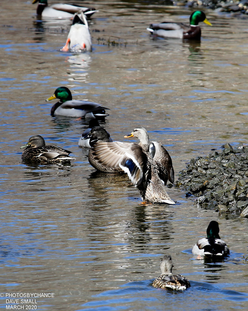 Mallard ducks in Rockport